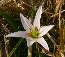Amana edulis 