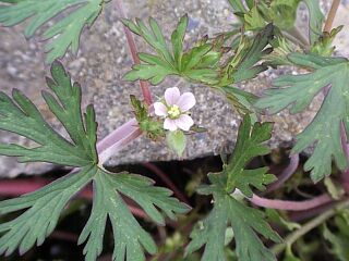Geranium carolinianum