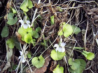 Viola hondoensis