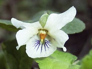 Viola hondoensis