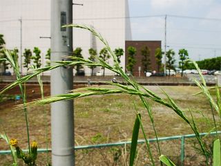 Agropyron ciliare var. minus