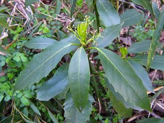 Aucuba japonica