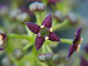 Aucuba japonica