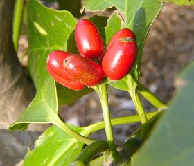 Aucuba japonica