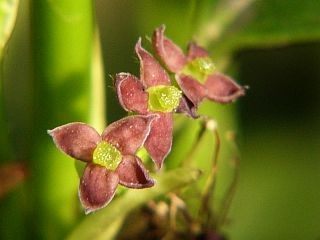 Aucuba japonica