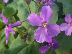 Orychophragmus violaceus / stock