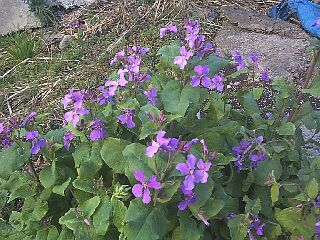 Orychophragmus violaceus / stock