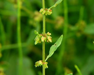 Rumex conglomeratus