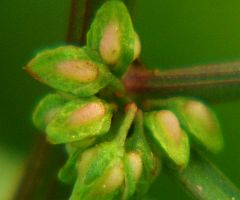 Rumex conglomeratus