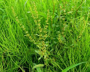 Rumex conglomeratus