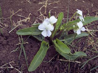 Viola betonicifolia var. albescens