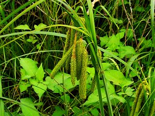 Carex dimorpholepis