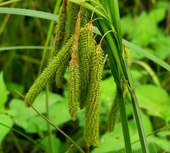 Carex dimorpholepis