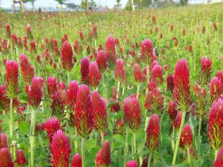 Trifolium incarnatum /Crimson clover