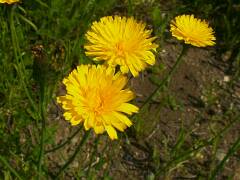Hypochoeris radicata