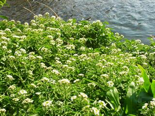 Nasturtium officinale