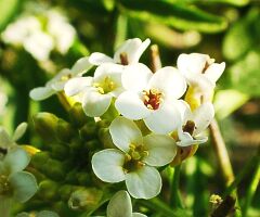 Nasturtium officinale