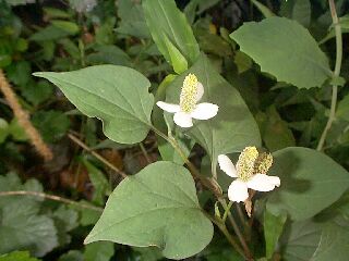 Houttuynia cordata