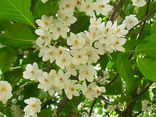 Styrax japonica