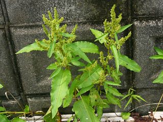 Rumex obtusifolius
