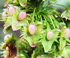 Rumex obtusifolius