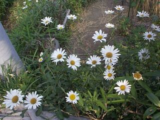 Chrysanthemum leucanthemum L.