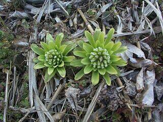 Petasites japonics