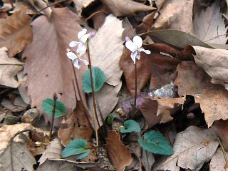Viola sieboldii