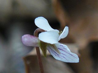 Viola sieboldii