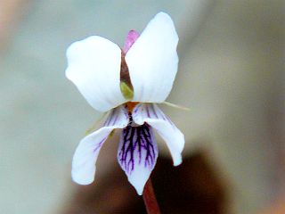 Viola sieboldii
