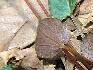 Viola sieboldii