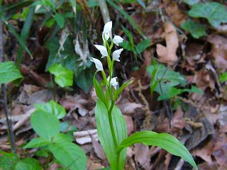 Cephalanthera erecta