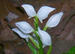 Cephalanthera erecta