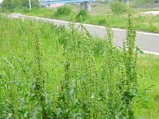 Rumex japonics