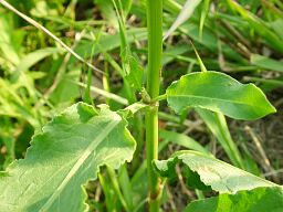 Rumex japonics