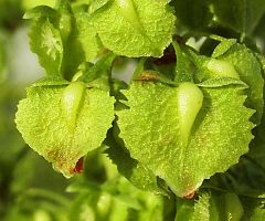 Rumex japonics