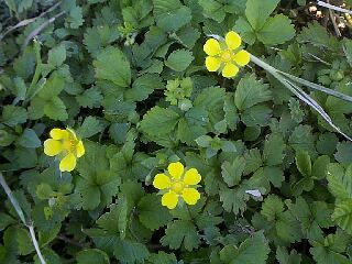 Duchesnea chrysantha