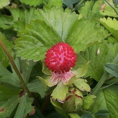 Indian strawbery