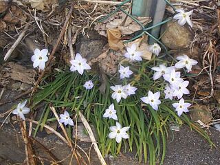 Ipheion uniflorum