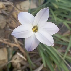 Ipheion uniflorum