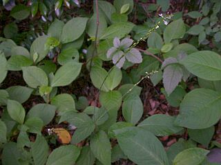 Phryma leptostachya var. asiatica