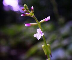 Phryma leptostachya var. asiatica