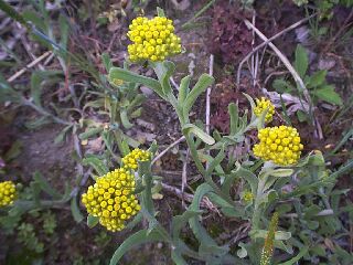 Gnaphalium luteoalbum var. affine / cudweed/cottonweed