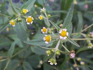 Galinsoga ciliata