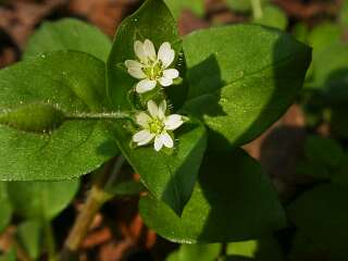 Stellaria neglecta