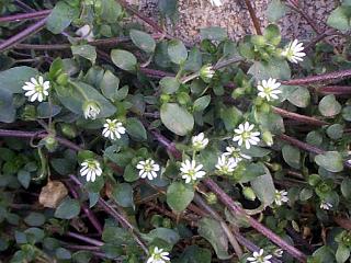 Stellaria media
