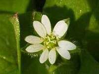 Stellaria neglecta