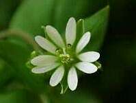 Stellaria media