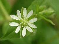 Stellaria aquatica