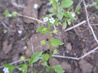 Bothriospermum tenellum